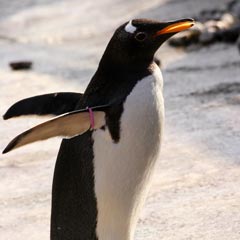 pinguino_papua