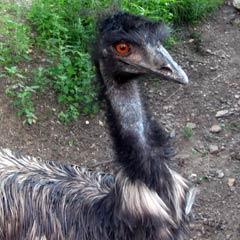 naturaleza_emu