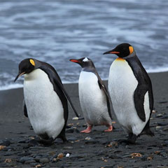pinguinos-alas