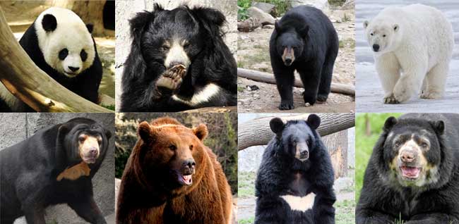 osos-especies