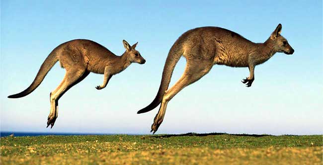 salto-canguro