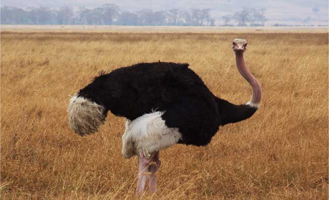 avestruz-cuello