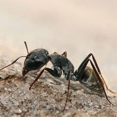 hormiga-patas