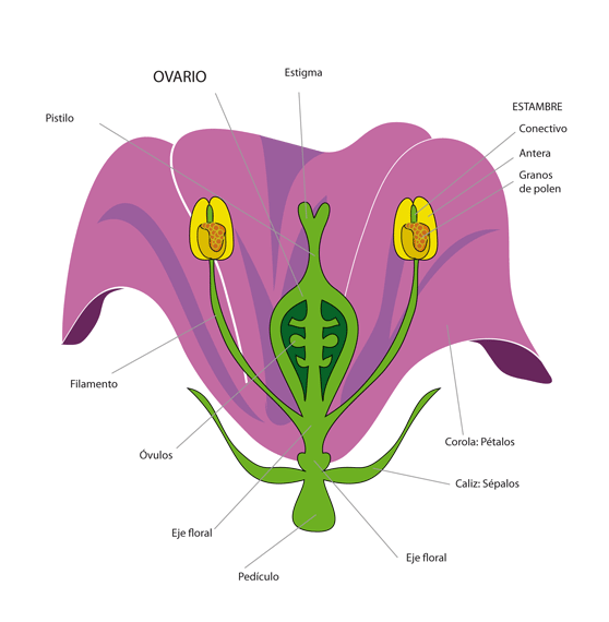 Partes de una flor